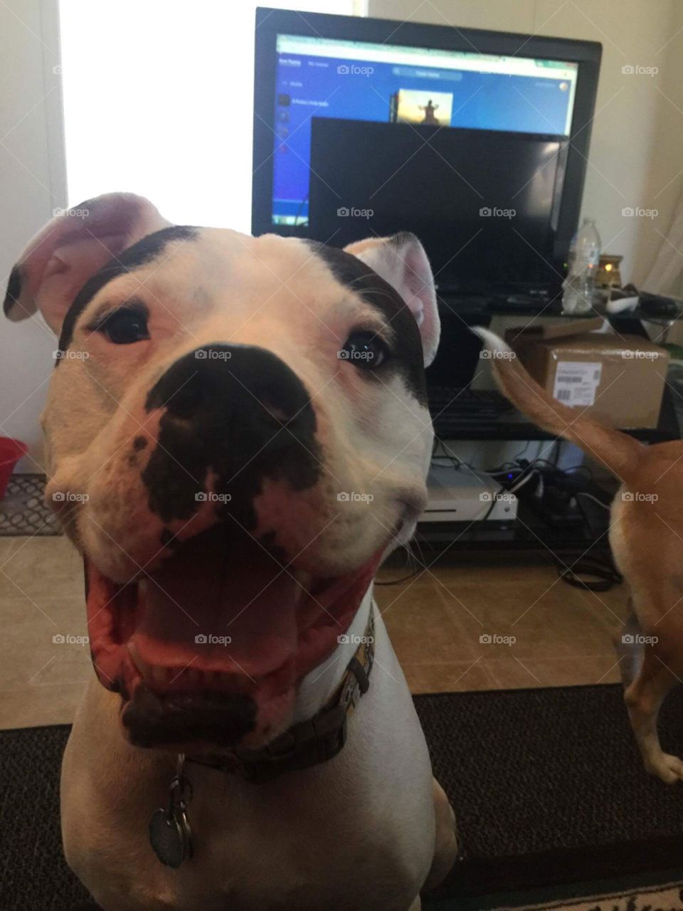 Dog was pretty happy