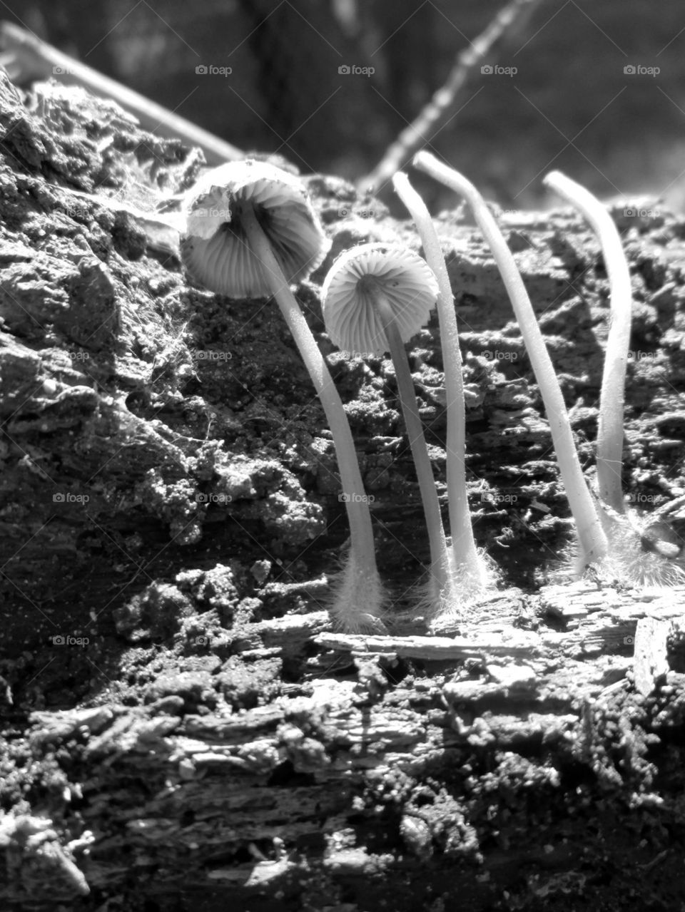 Found these little guys!