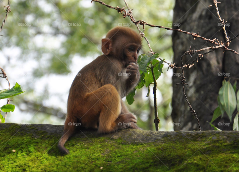 baby monkey