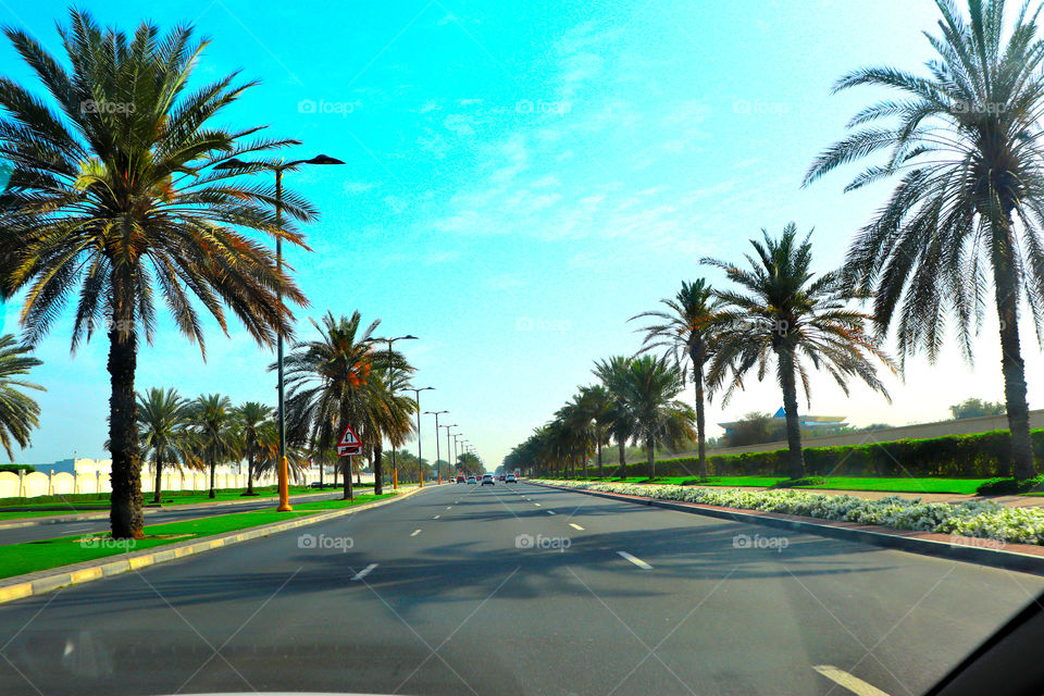 blue sky and coconut tree