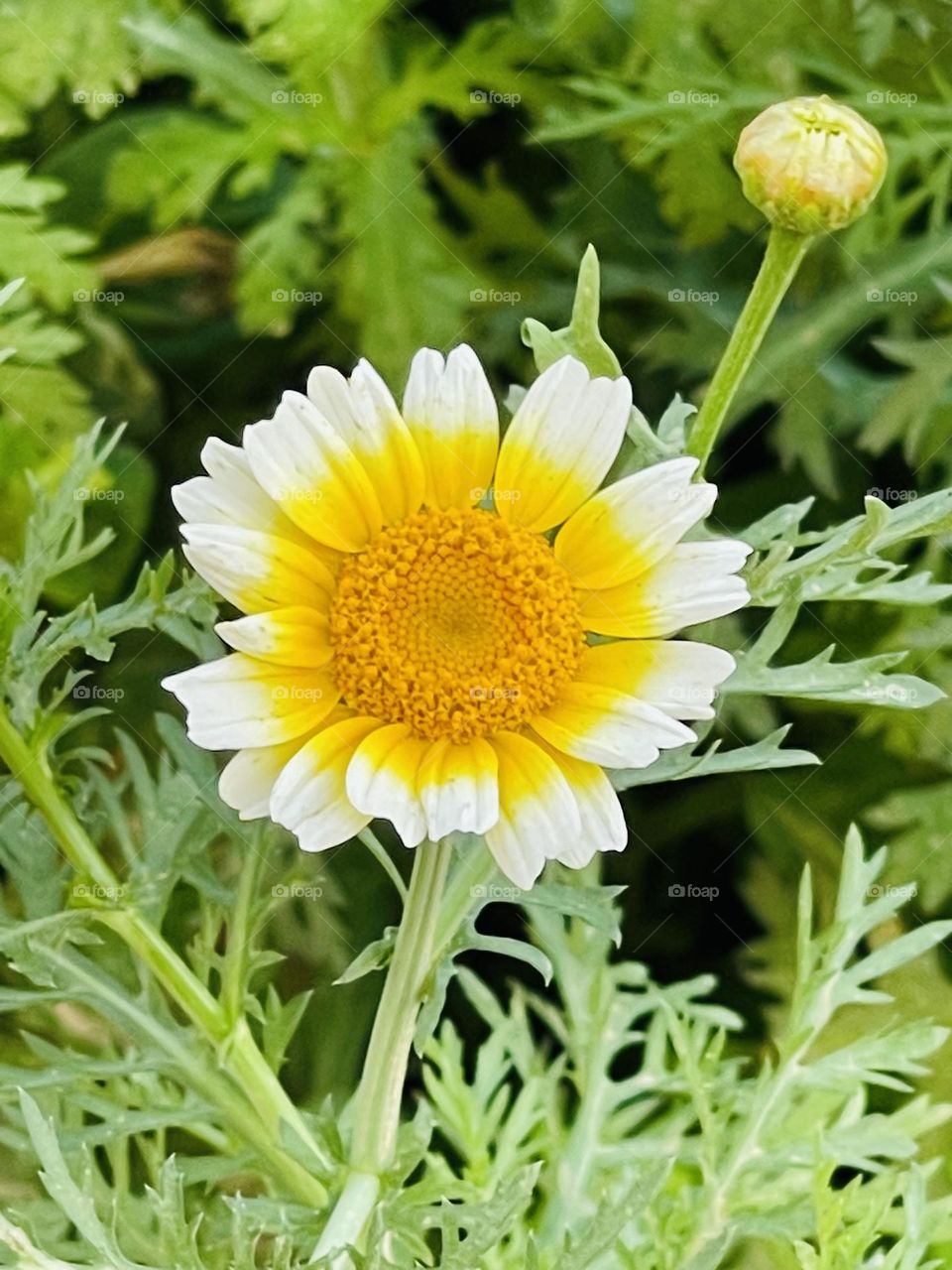 Yellow flower