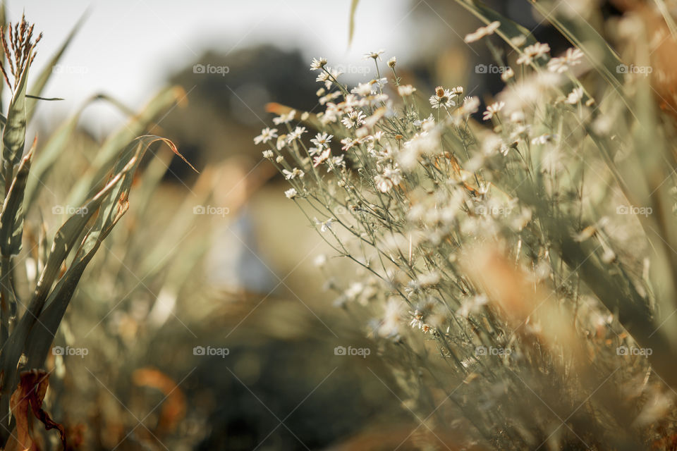 Daisies field at sunset