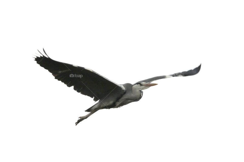 gray heron in flight