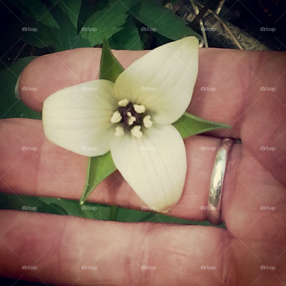 wildflower. mother's hand holding a flower