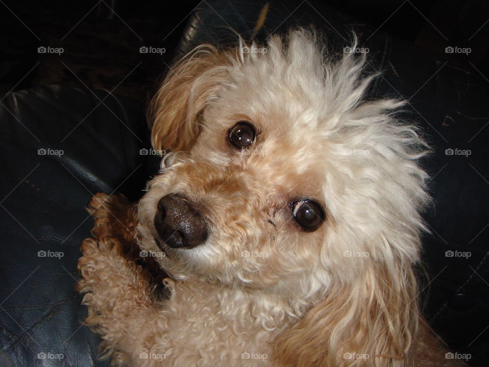 Poodle looking up, my Maxwell🐾