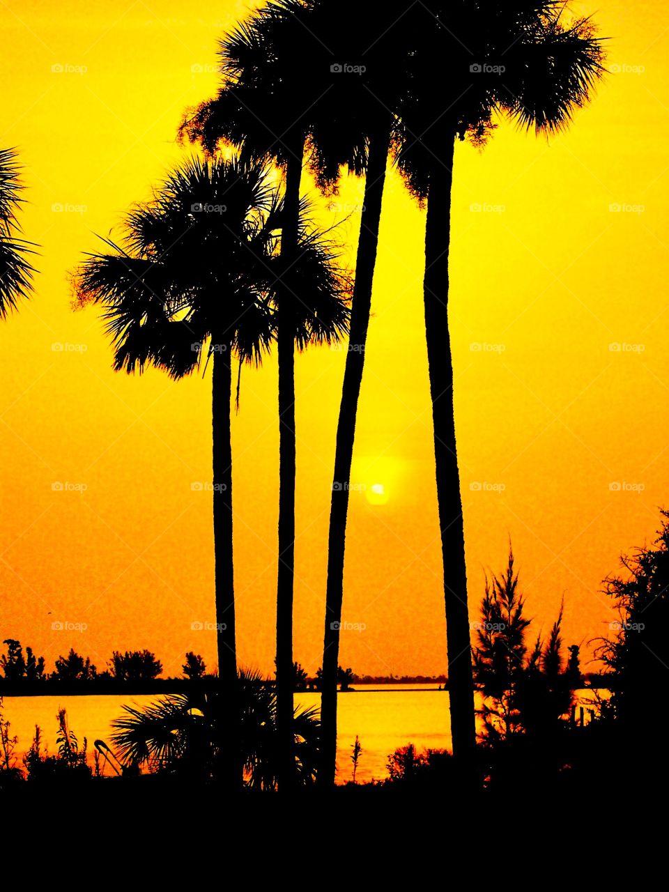 Palm trees and a beautiful sunset
