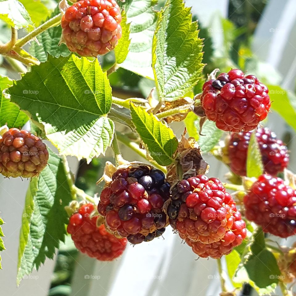 wild raspberries