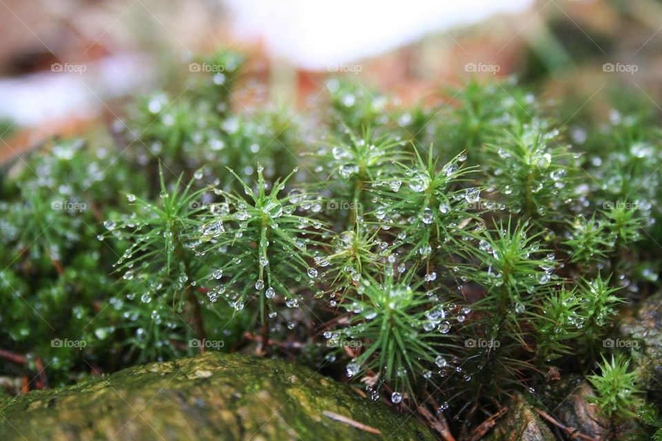 Beautiful raindrops