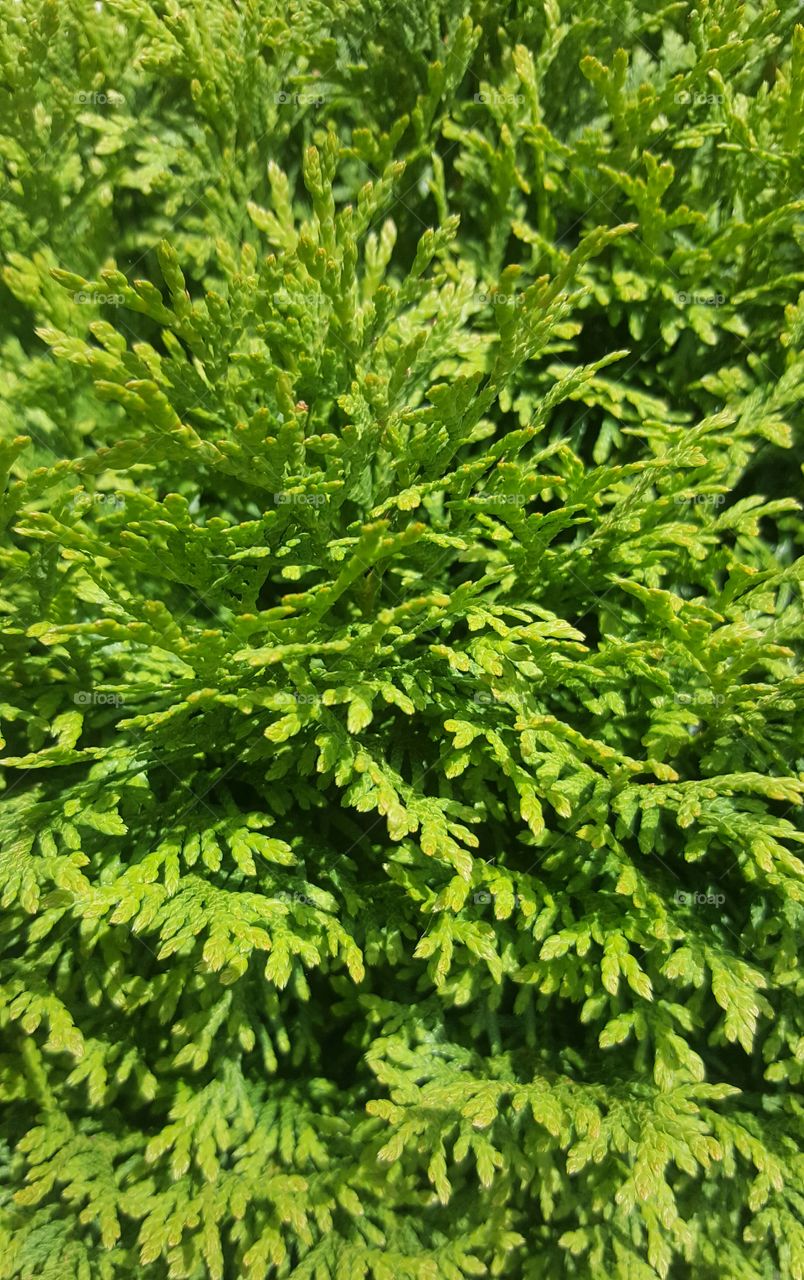 Evergreen Bush