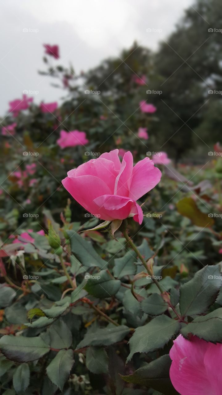 Rose 1