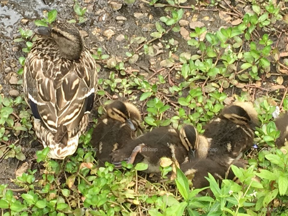 Narrated with ducklings 