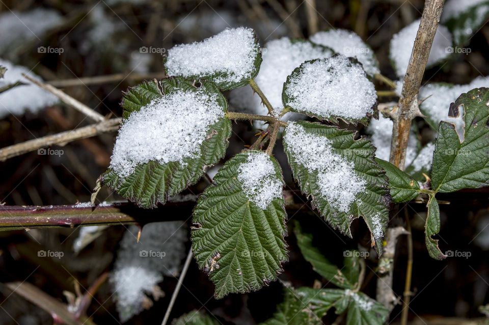 Blackberry leaves under the first snow