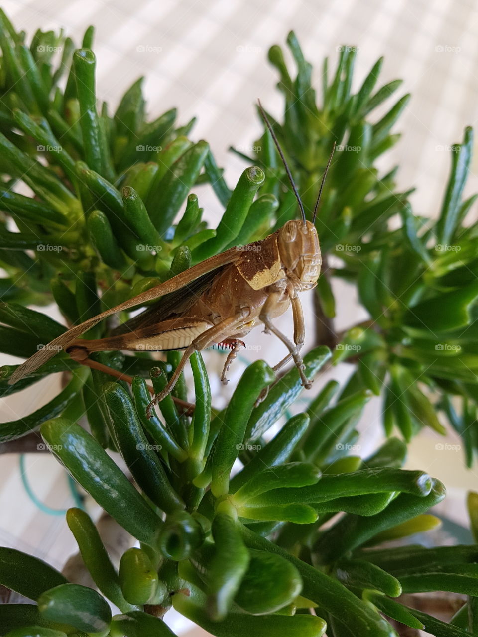 grasshopper.