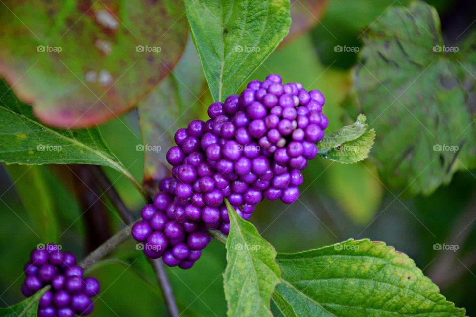 Fall Wins! (Bonus Exclusive Mission)- Colorful American Beauty Bush - Get up close and personal with the breathtaking and colorful leaves as you surround yourself with them on a hike. 