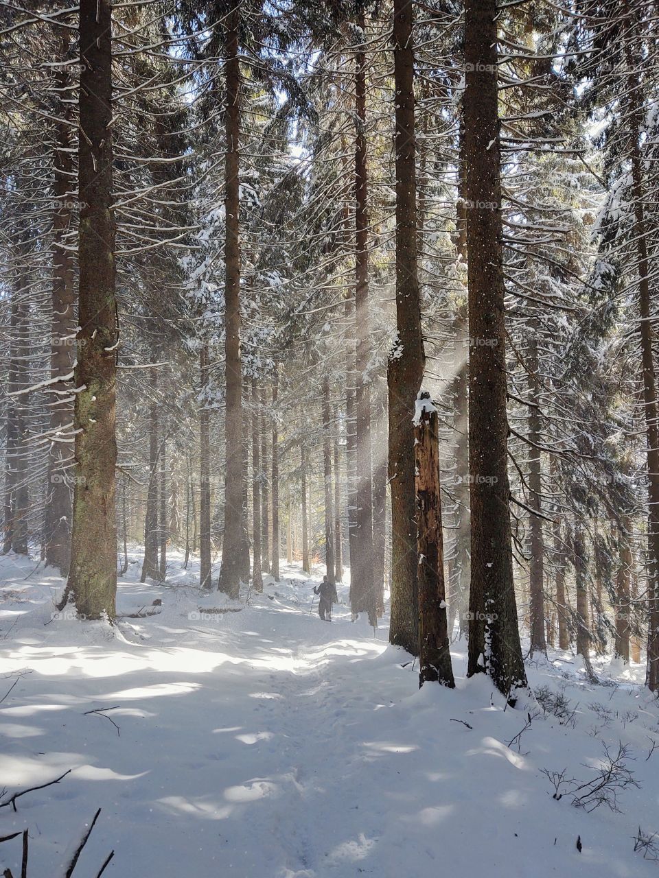 man walking in the forest during winter