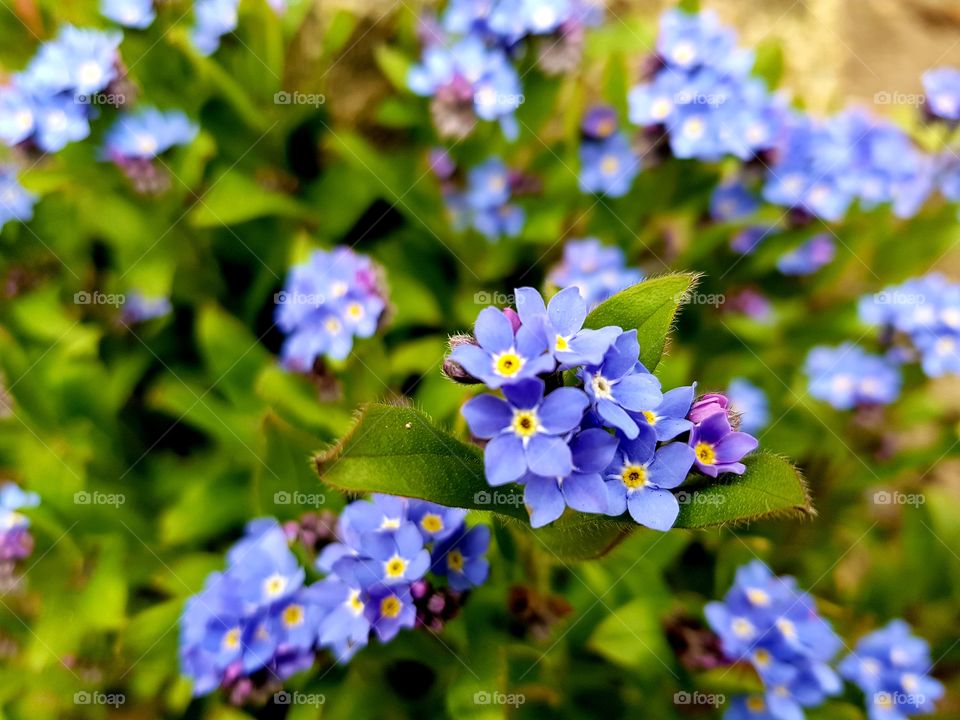 Forgetmenot