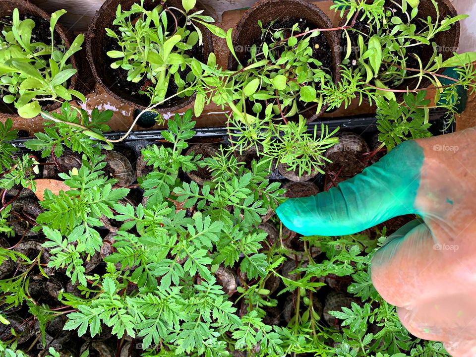 Plant Plants to Celebrate Earth Day - Green thumb gardening - A tray of seedlings get watered and exposed to the sun for weather hardening 