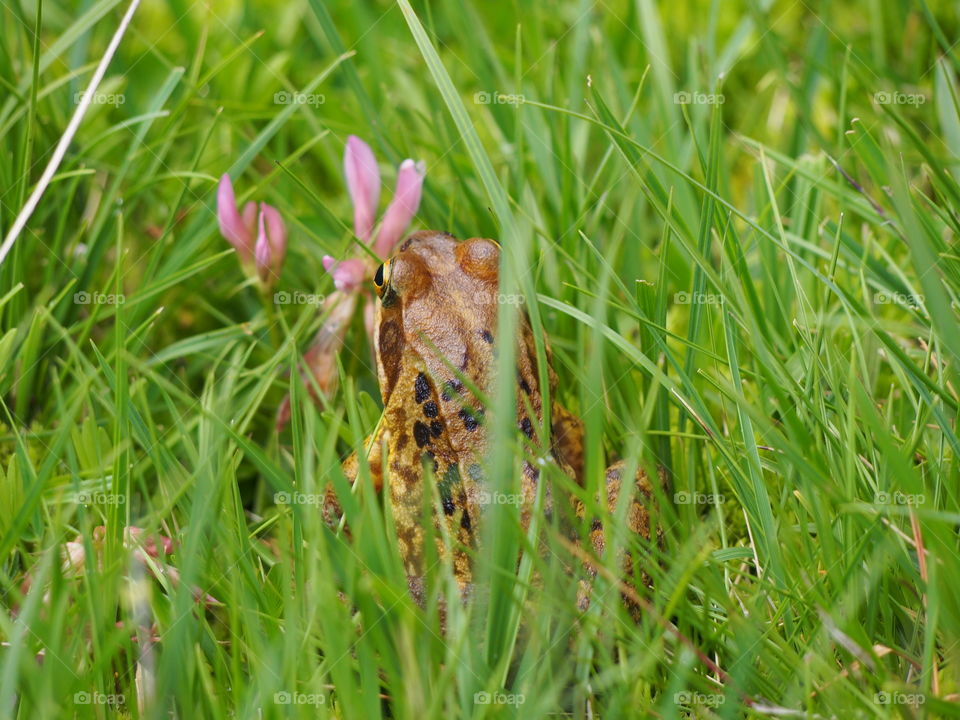 Close-up of frog in grass