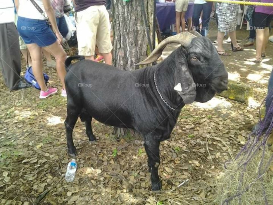 Black goat.