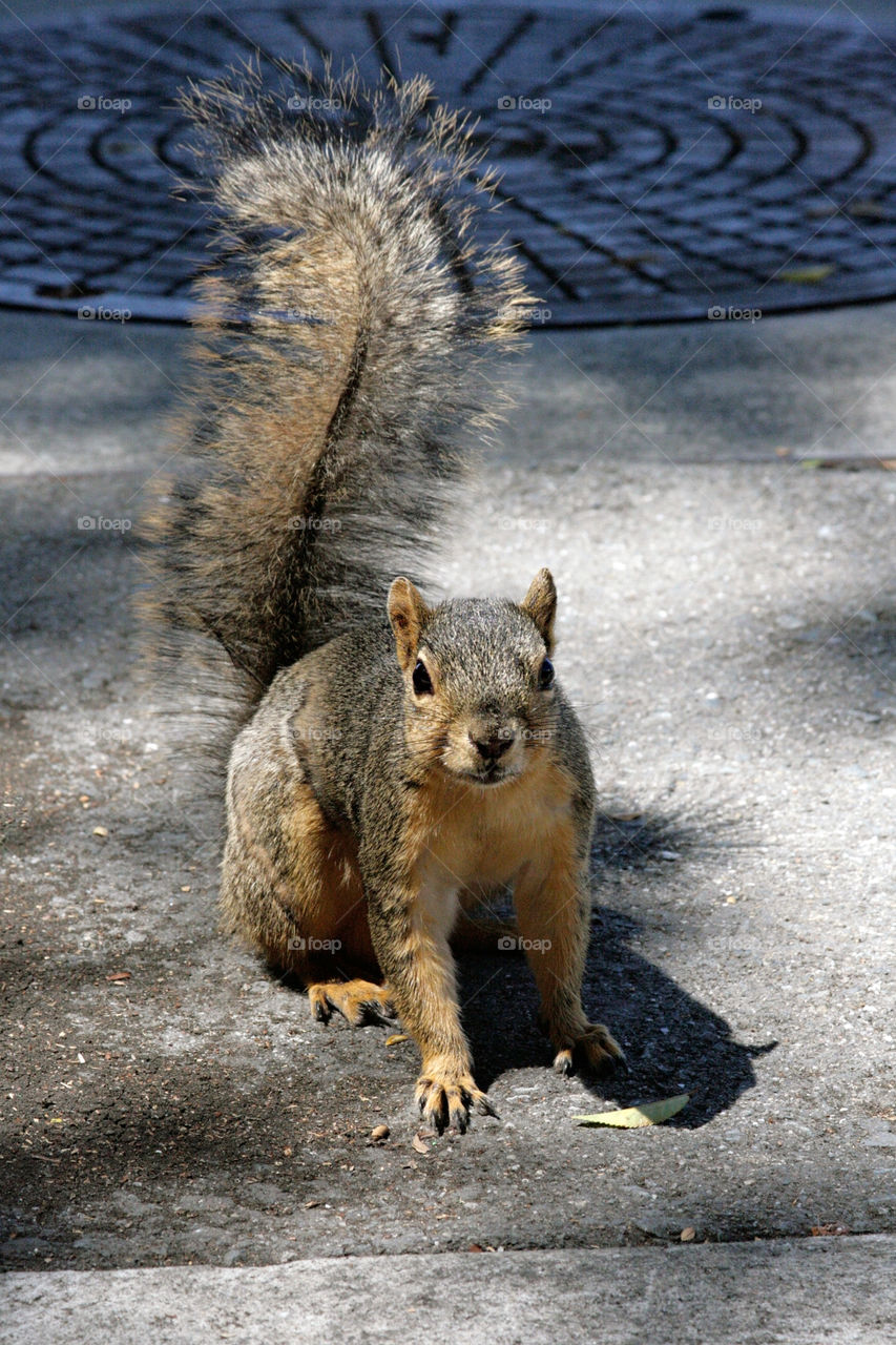 A squirrel 