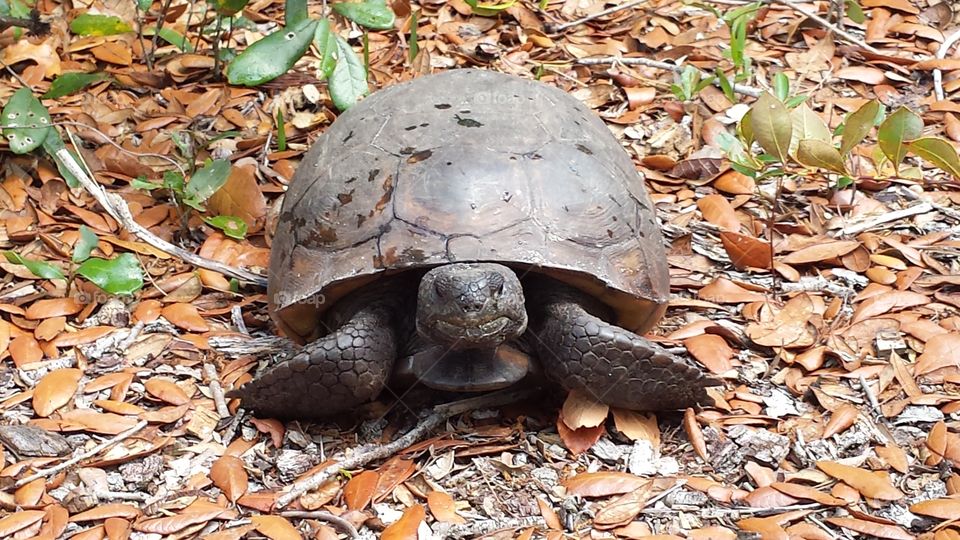 I encountered this friendly gopher tortoise  on the trail while on a hike in Palm Bay, Florida