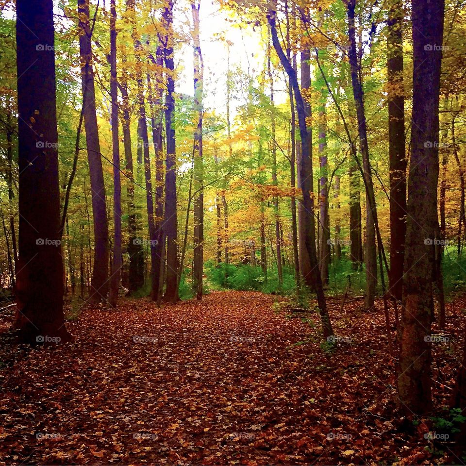 Trail in the fall forest 