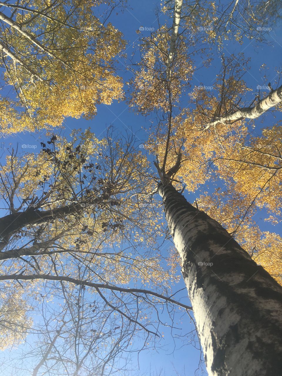Beautiful autumn day with a few leaves left on the trees. This photo is not edited, it is natural