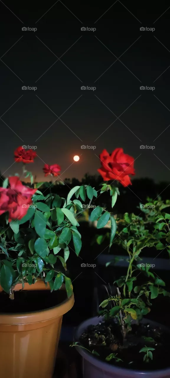 redrose