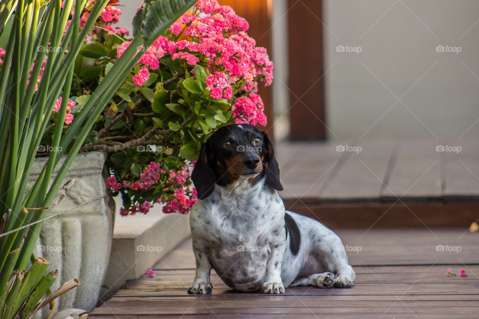 Dog and flowers