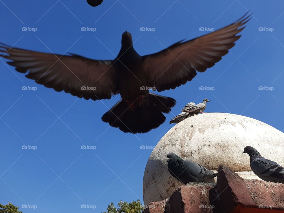 pigeon making it's flight