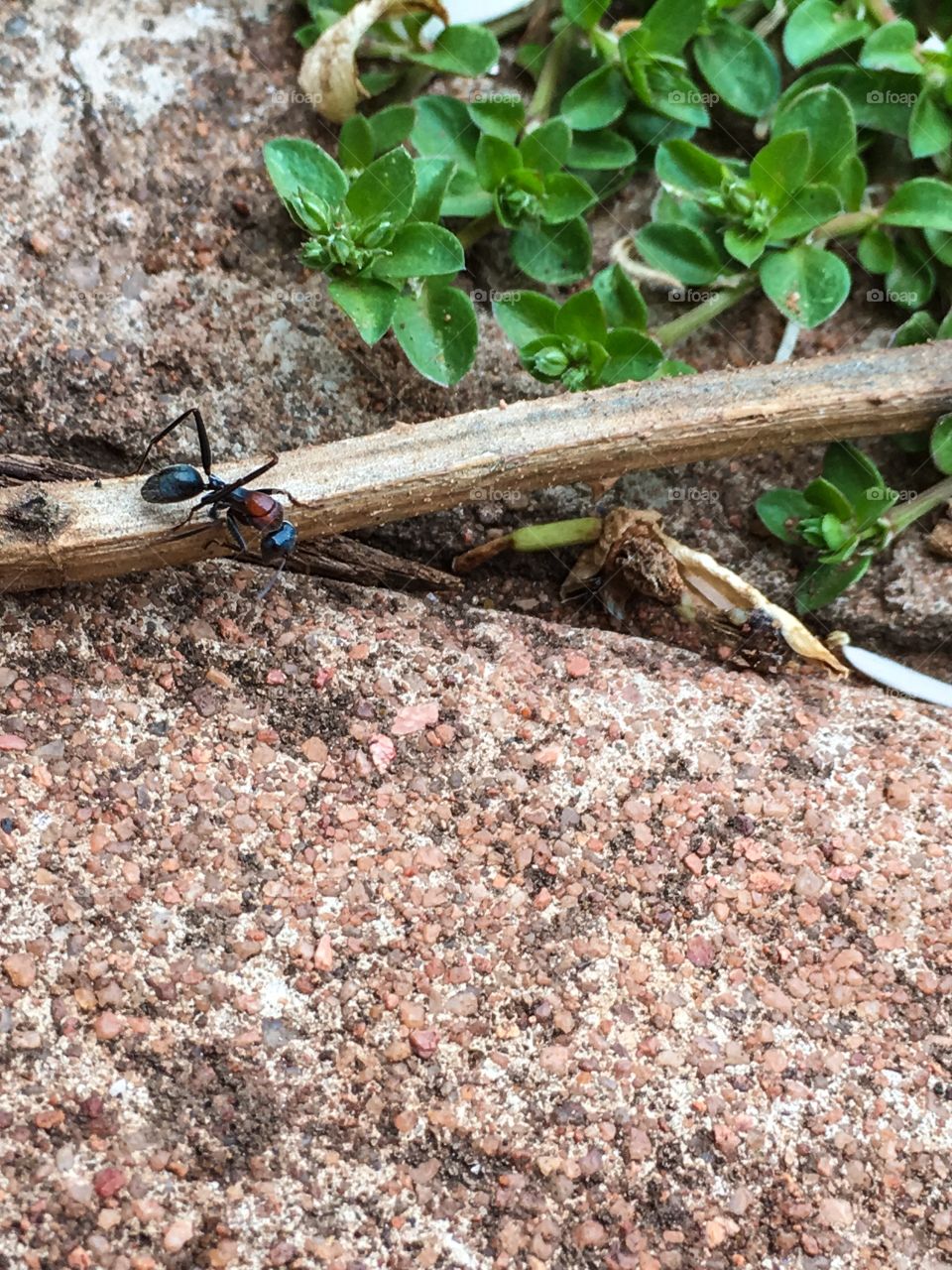 Who knew ants could be so beautiful? Colourful worker ant crawling along branch