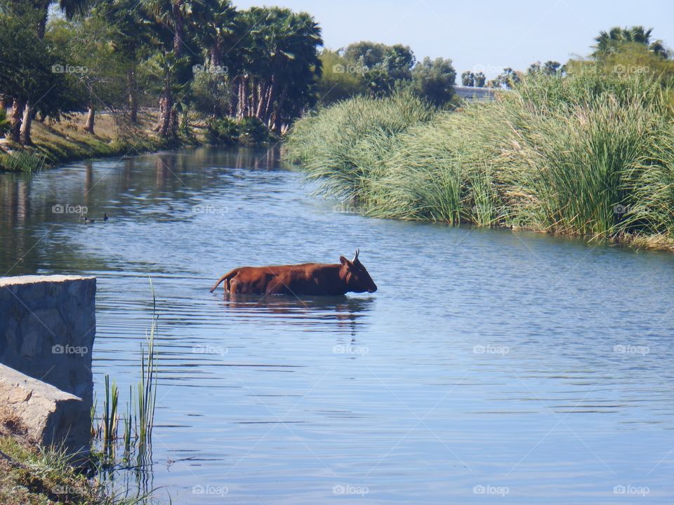 Cow in Water