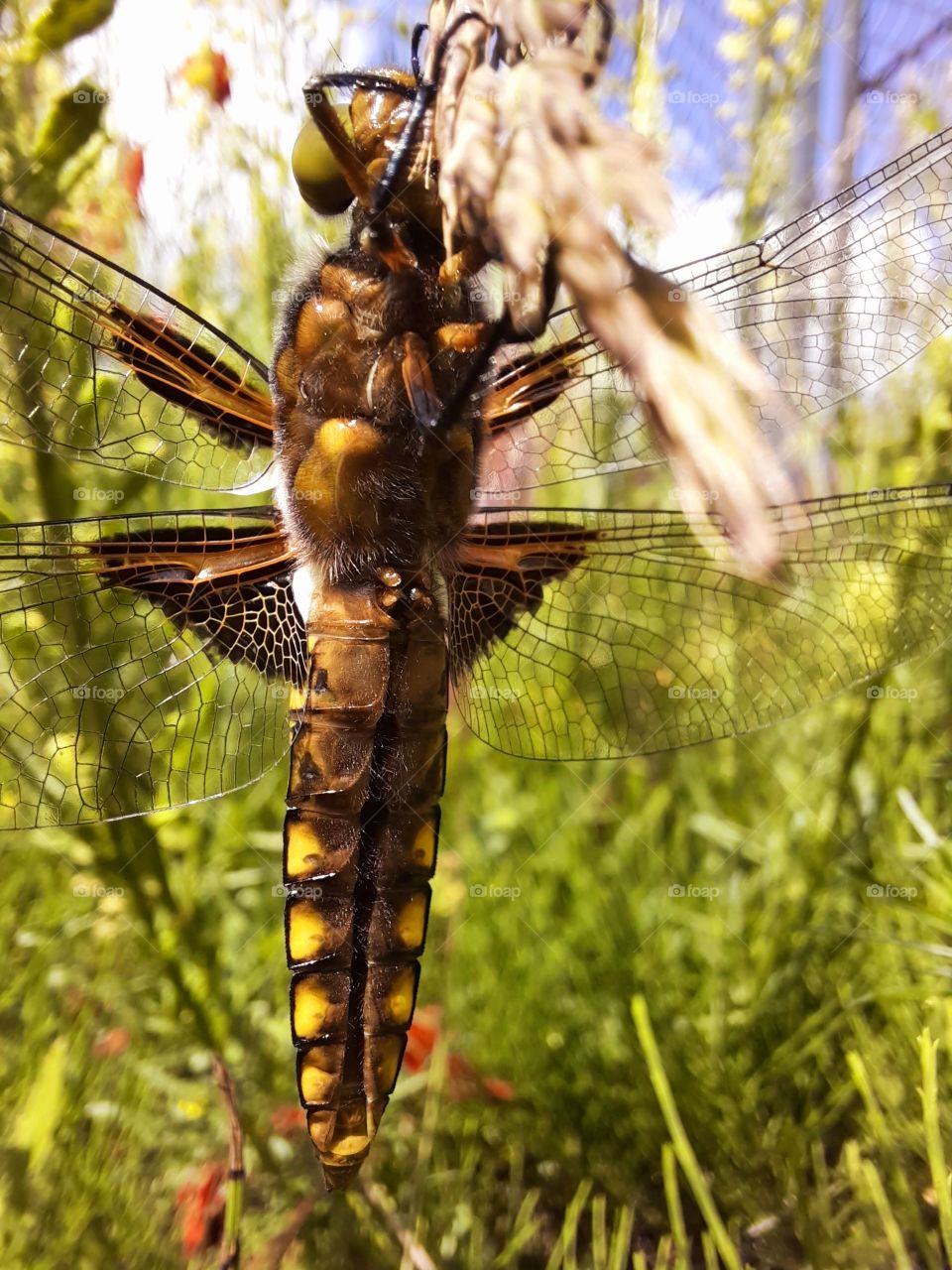 found this little guy while trying the future on my phone camera as always I am in love with the colors we find in nature