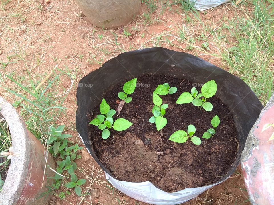 save trees save formers