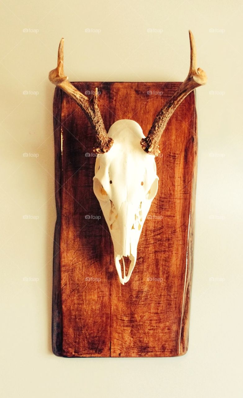 European Skull Mount