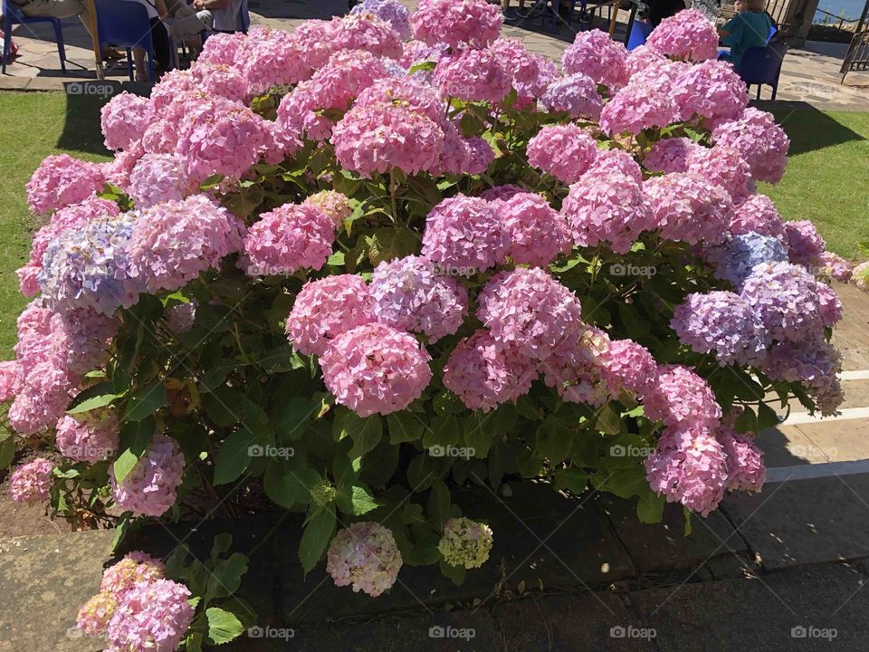A rhododendron bush presenting a glorious array of early blooming beauty.