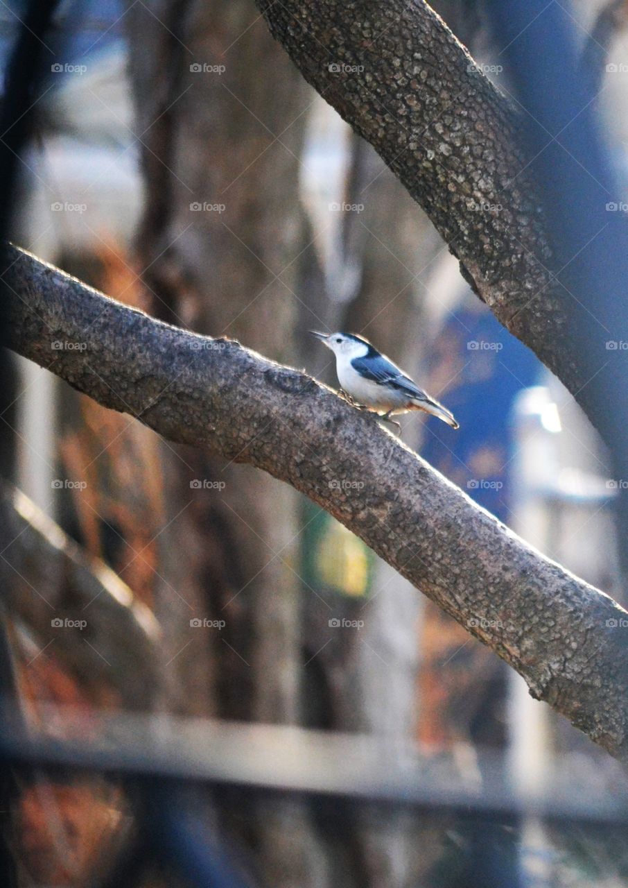 nuthatch