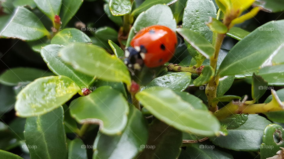 ladybug