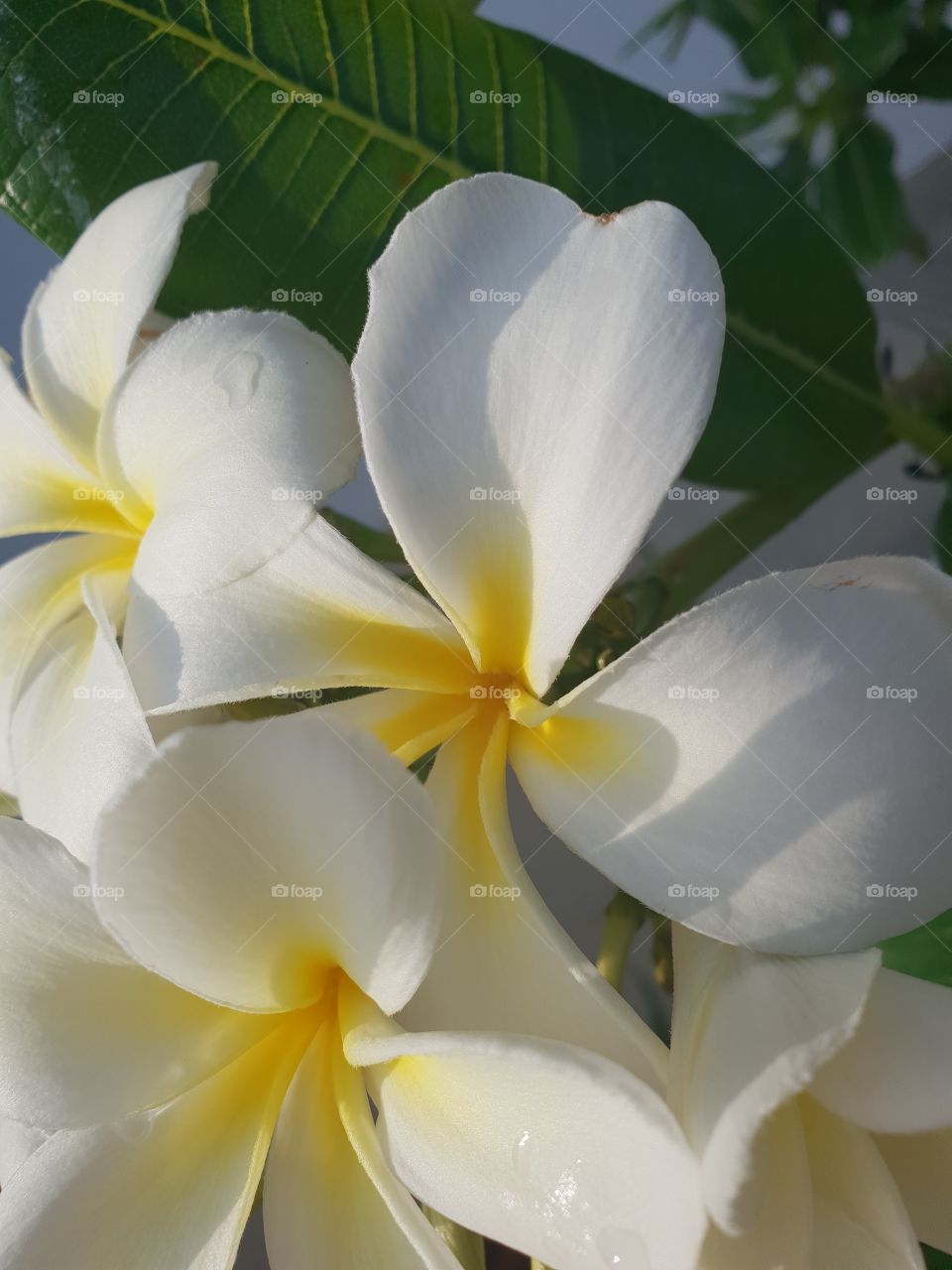 Sunlit frangipani