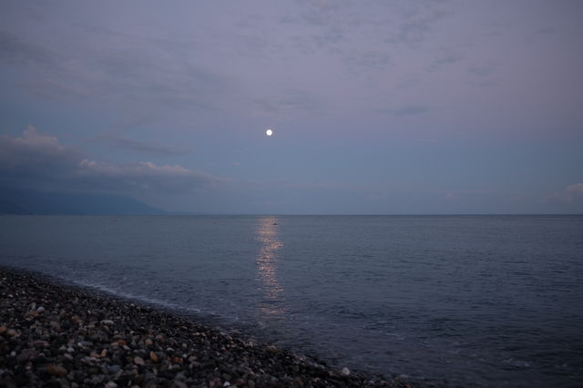 Dolphin on moonlight
