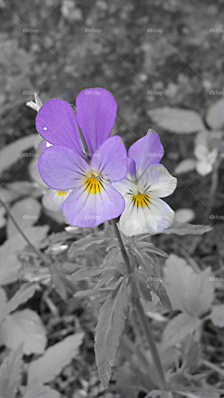 colorsplash flowers