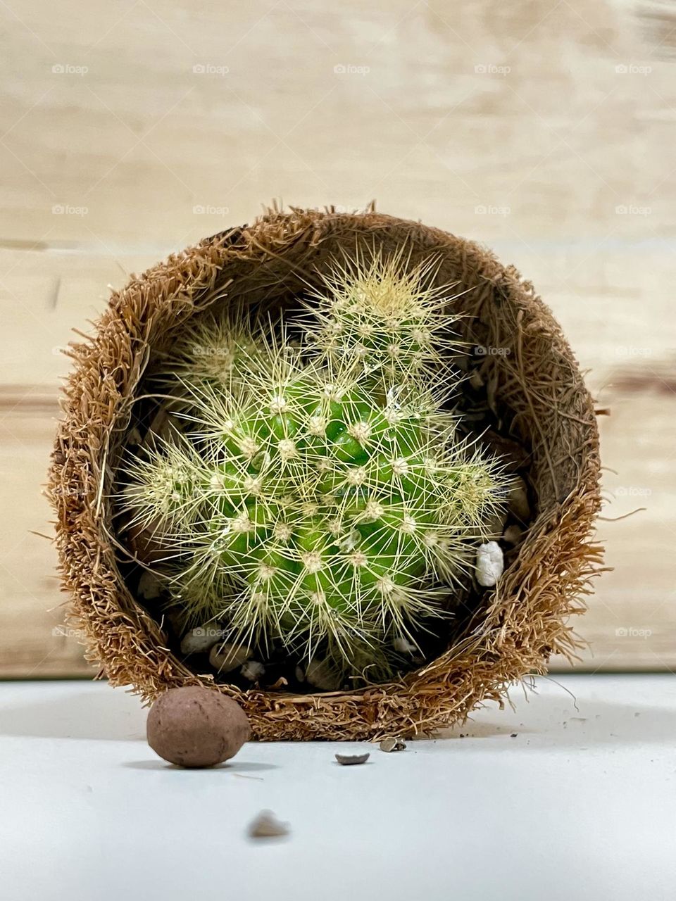 Round Cactus in round coconut filament