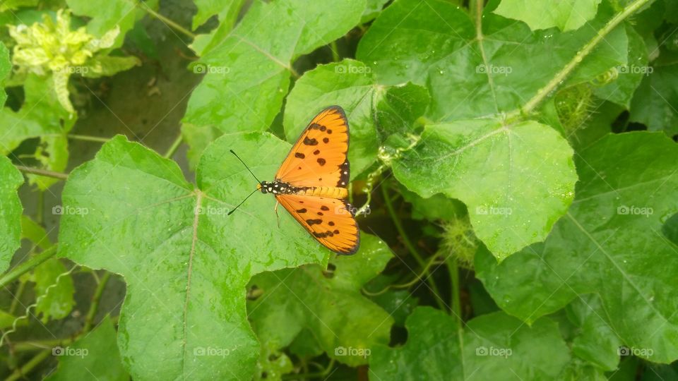 The picture of a very beautiful beautiful butterfly, which often sucks the juice of flowers, it is often the sunflower Are found in fruits.
