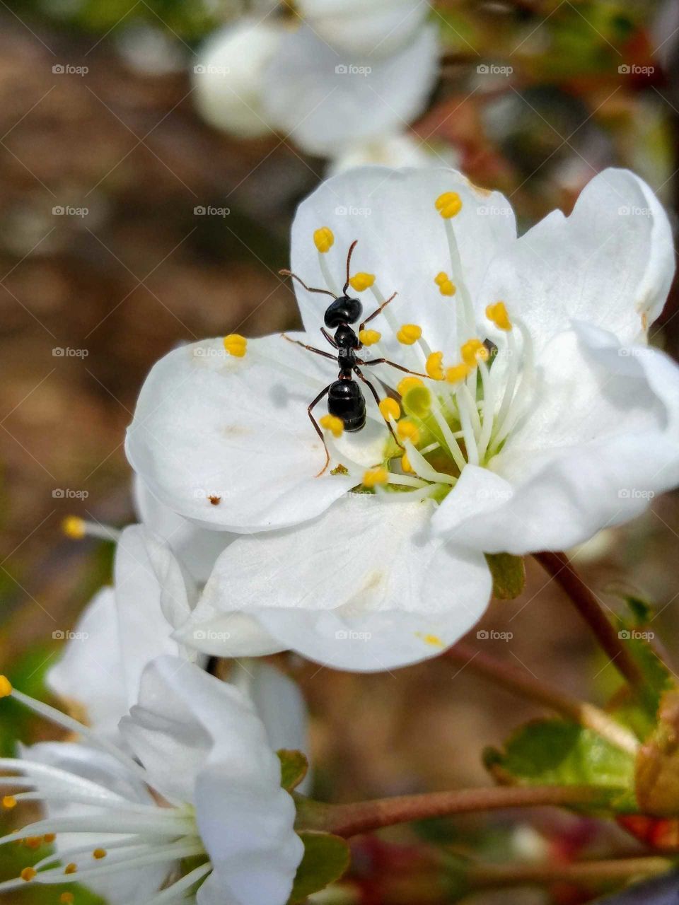 ant on a blossoming apple tree