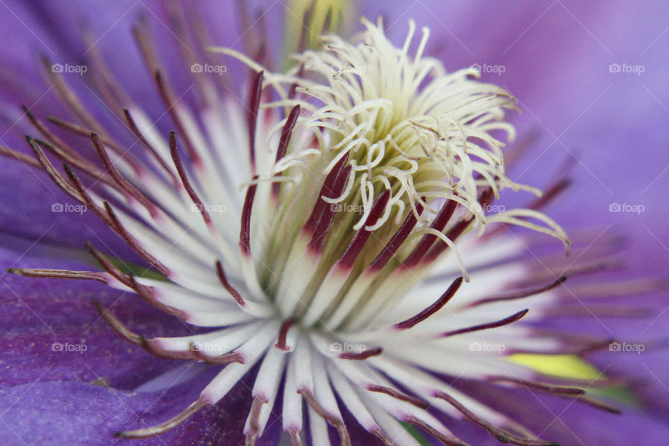 Fresh purple and white flower blooming