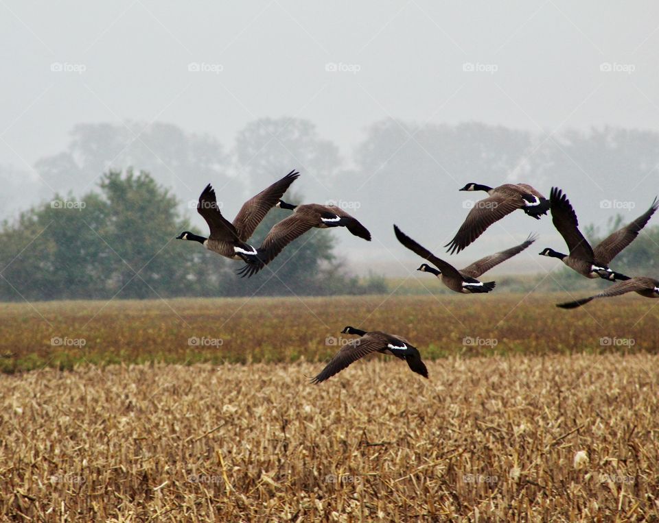 Foggy morning with geese. 