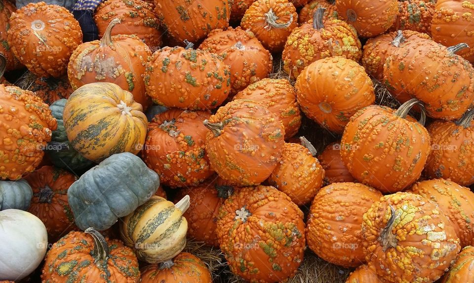 Stack of fantasy and regular pumpkins for fall Halloween thanksgiving pie decoration