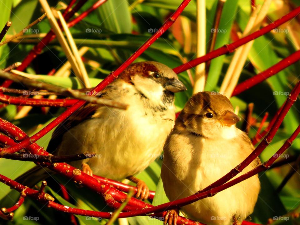 cute sparrows