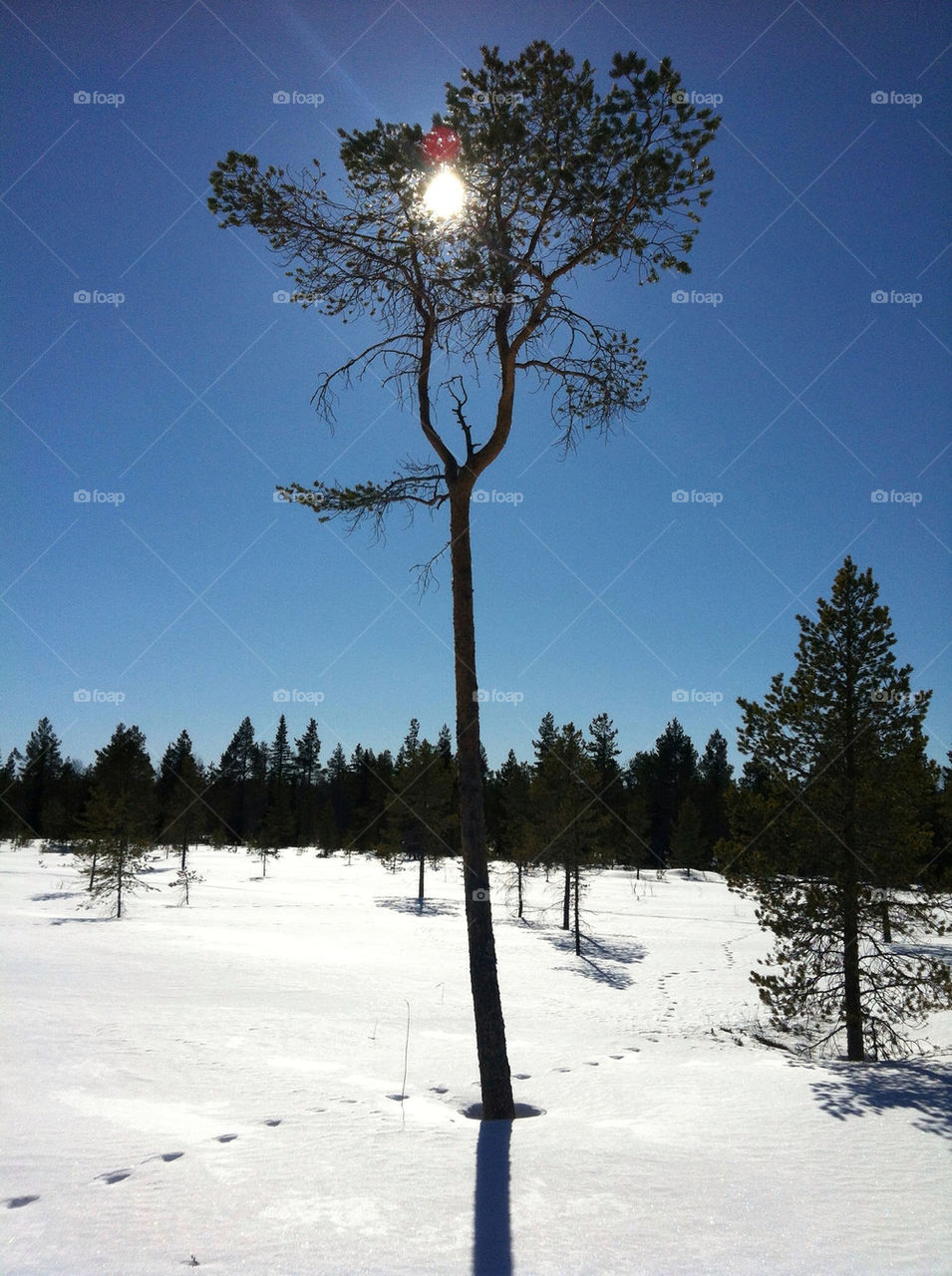 snow nature tree sun by maack