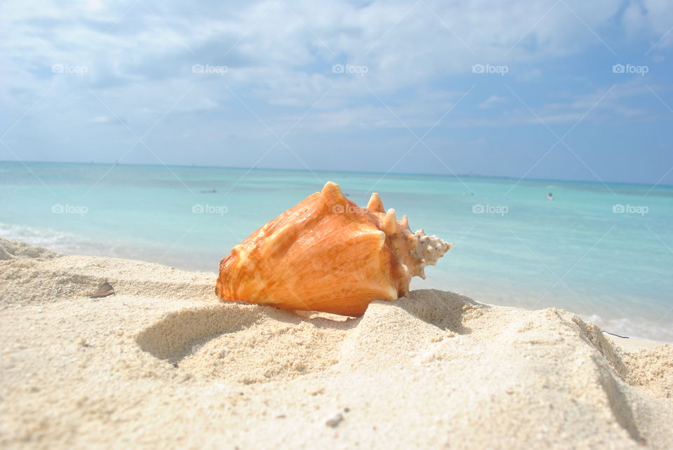 Conch shell on the beach